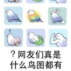 表情包一些鸟图第十五期