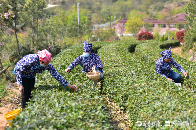 日照露天春茶上市啦,十里飘香茶农采摘忙