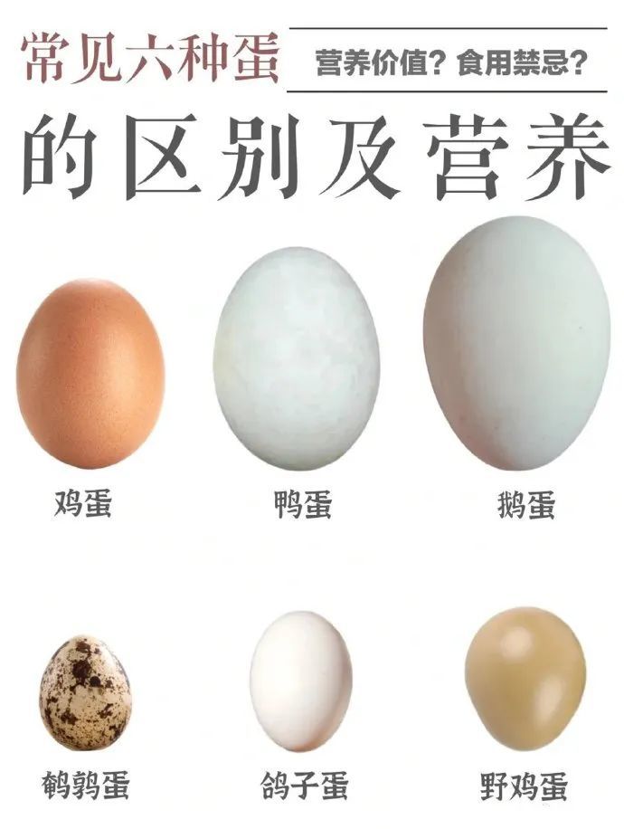 今日分享鸡蛋鸭蛋鹌鹑蛋鸽子蛋儿童应该这么吃
