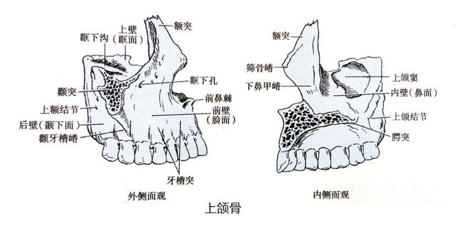 上下颌后牙区,颧牙槽嵴,腭侧牙根之间,腭中缝两侧及下颌骨外斜线