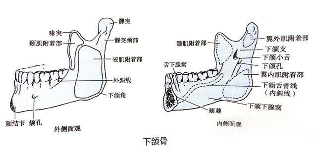 牙区,上下颌后牙区,颧牙槽嵴,腭侧牙根之间,腭中缝两侧及下颌骨外斜线