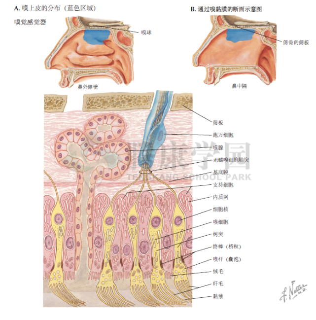 神经解剖学|嗅觉感受器