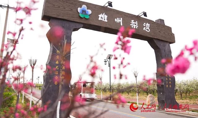 雄州梨湾.雄县融媒体中心供图梨园成了百姓强身健体的好去处.