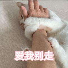 表情包丨燕子不要离开我爱我别走