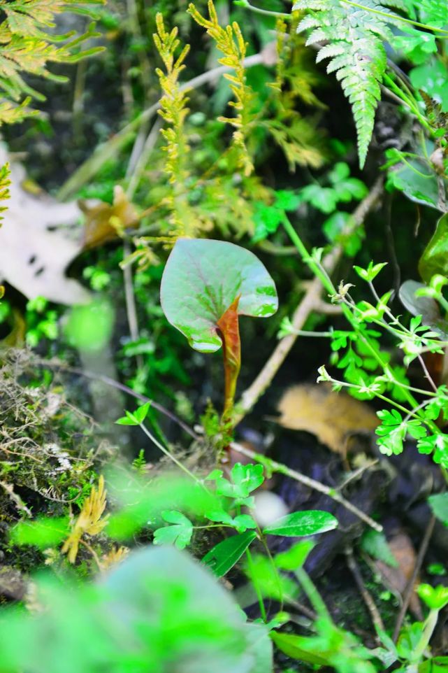 春季著名野菜大全