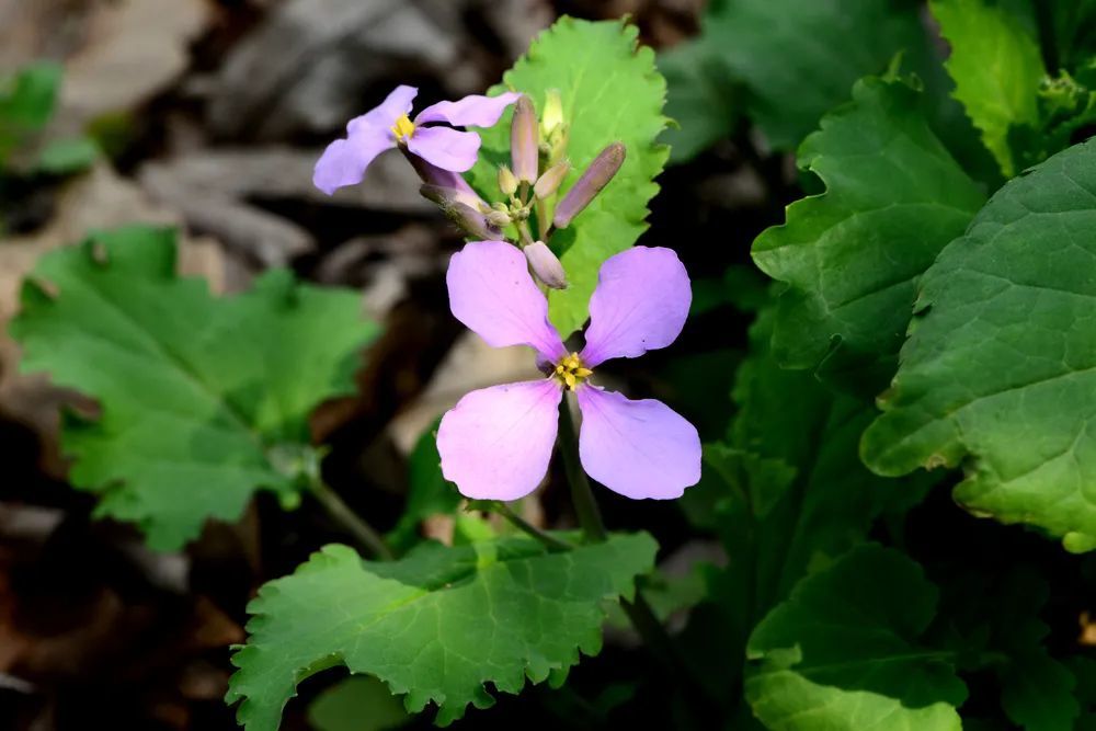 春季著名野菜大全