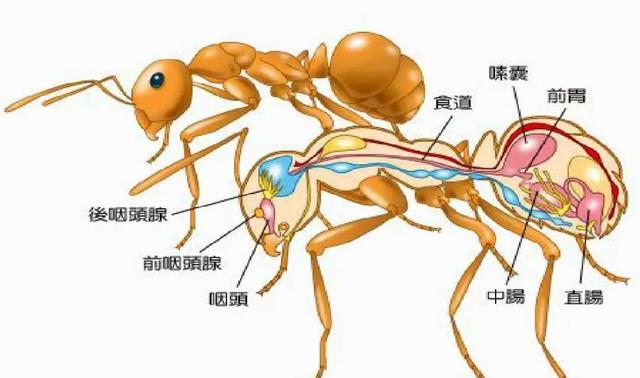 可以说在蚂蚁这个体型的生物当中,它们的身体结构可以算得上是最为