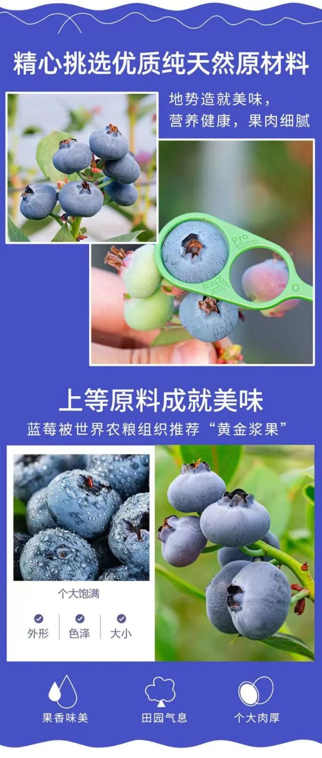 【蓝美莓精品蓝莓】现摘现发自然生长 q弹脆甜入口爆汁 果汁浓郁唇齿