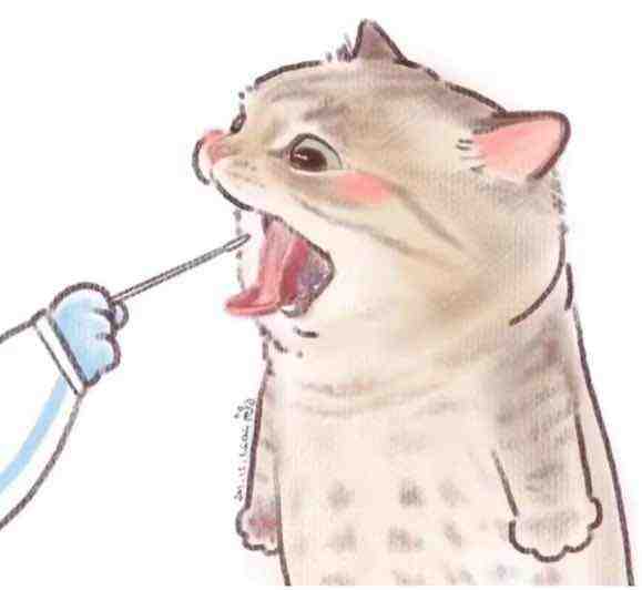 小猫咪也是要做核酸的哦