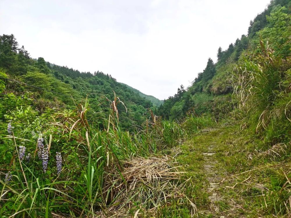 古道是一座山岭,起点与尊桥乡上乐村接壤,终点在黄沙岭乡大屋村蜈蚣坞