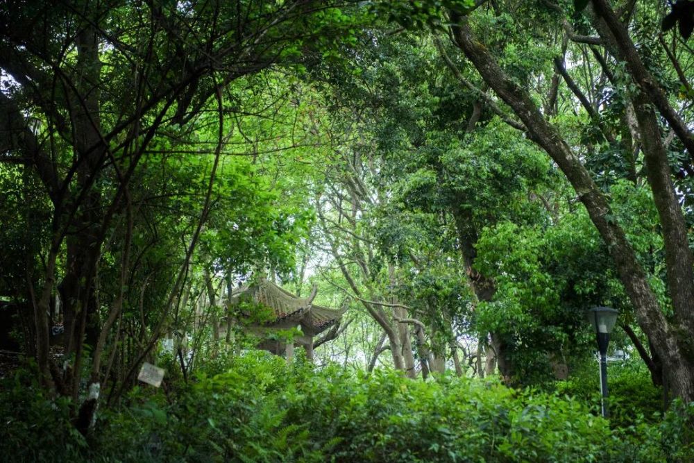 现在的灵溪人民公园如诗画般风景