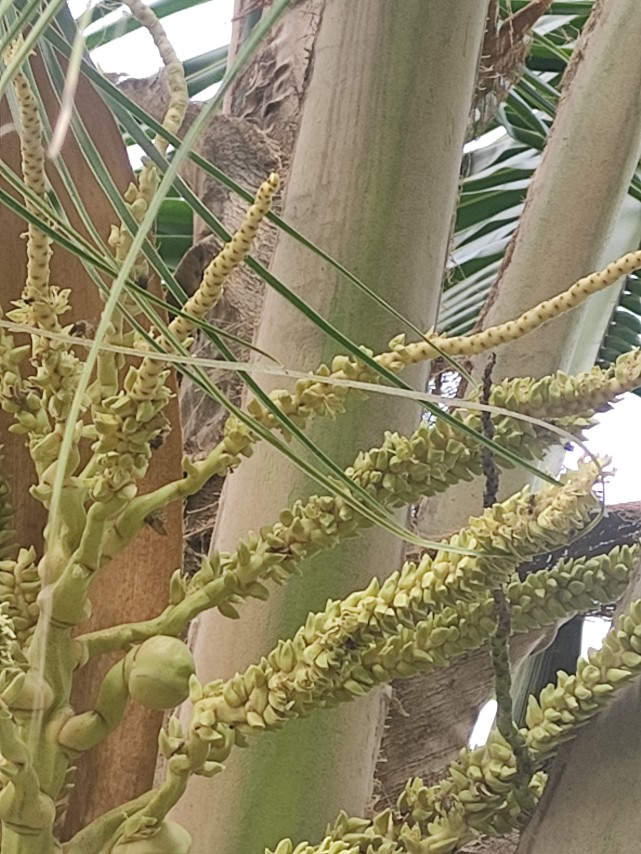 椰子树开花,非常罕见!快来欣赏