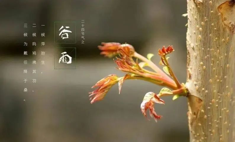 谷雨的图片壁纸