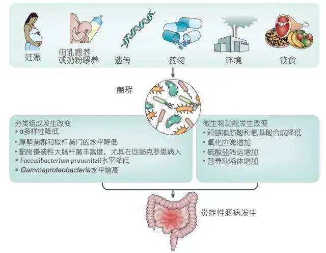 炎症性肠病(克罗恩和溃疡性结肠炎)营养治疗的重要性