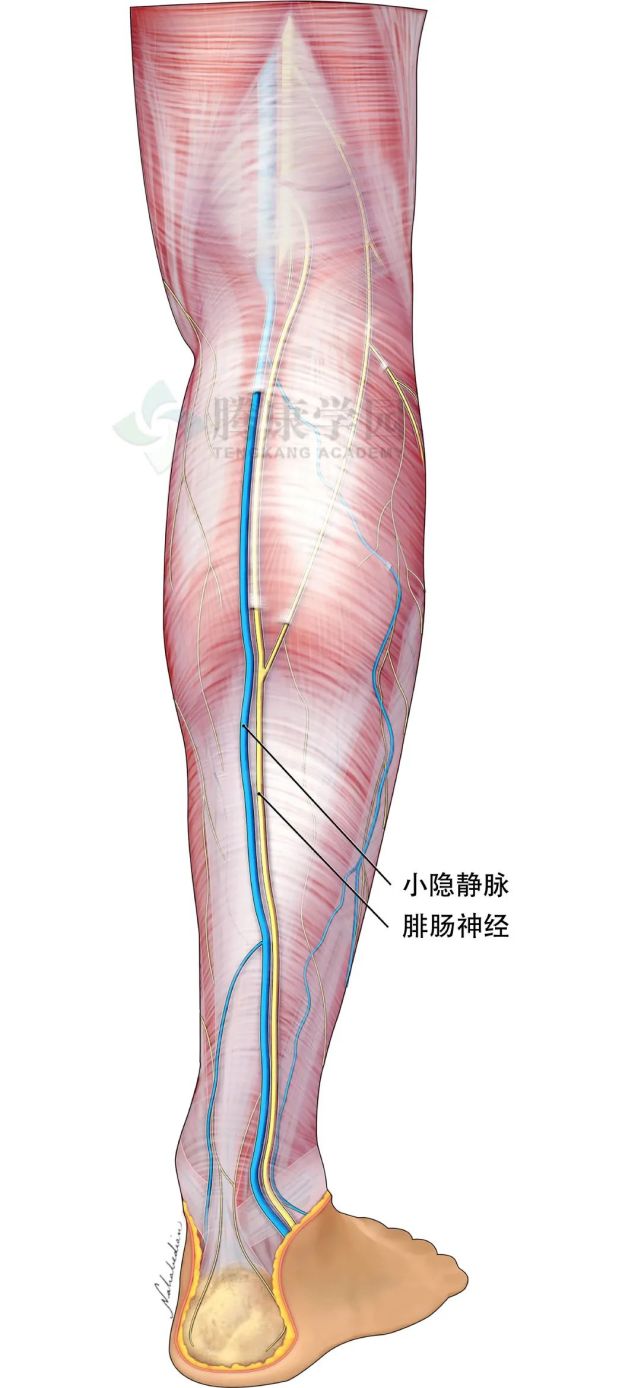 小腿后侧疼痛的神经