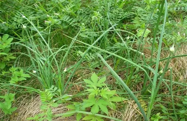 它通血管不输三七并有理气宽胸之功这个季节农村遍地都是