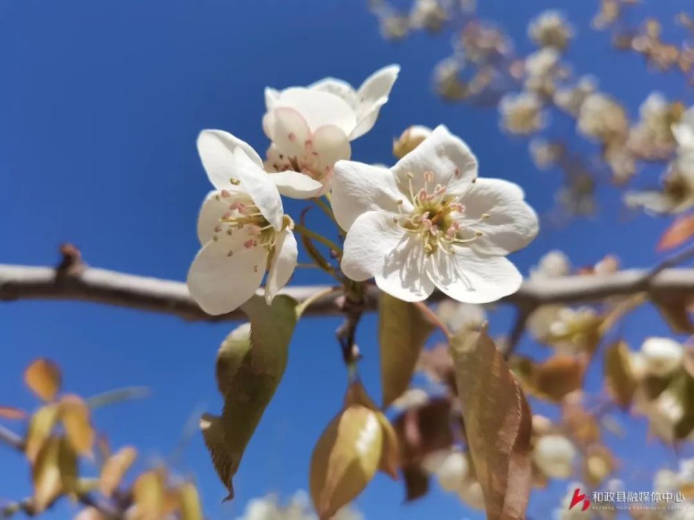 爱在和政梨花有约和政县第七届高原梨花旅游节分会场活动在三十里铺镇