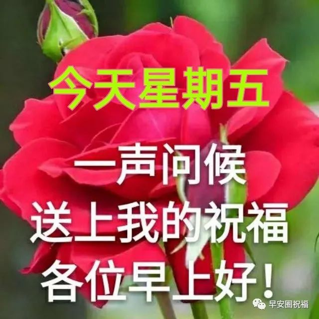 周五最美早上好动态图片带字和鲜花清晨问候朋友的祝福图片