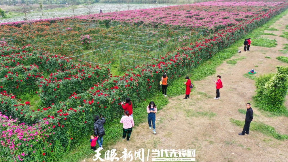 贵州安龙玫瑰迷宫花正艳