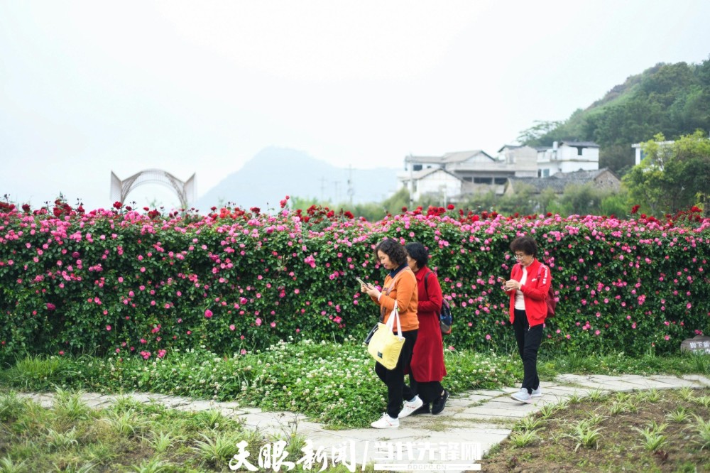 贵州安龙玫瑰迷宫花正艳