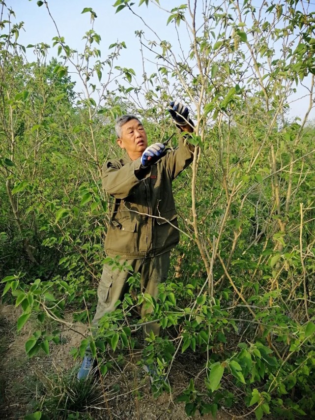 刘道敏在山上修剪树枝 杨仕智 摄这位种树的局长就是被村里人称为"