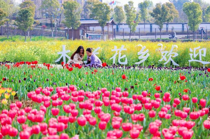 武汉赏花攻略丨住在木兰花乡一键解锁郁金香和油菜花的美丽世界