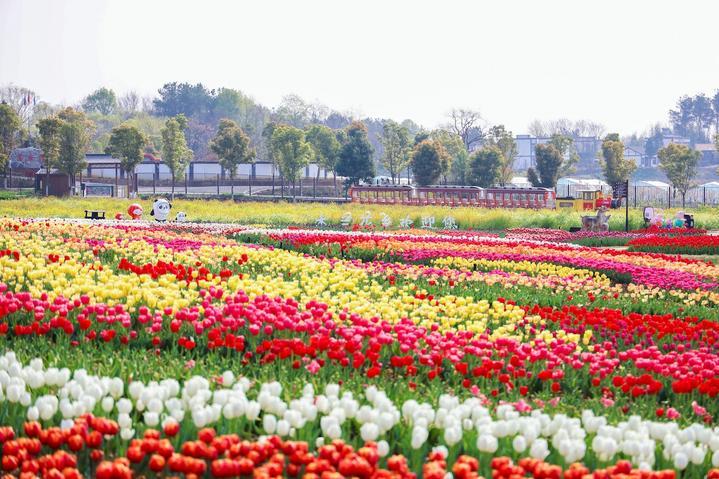 武汉赏花攻略丨住在木兰花乡一键解锁郁金香和油菜花的美丽世界