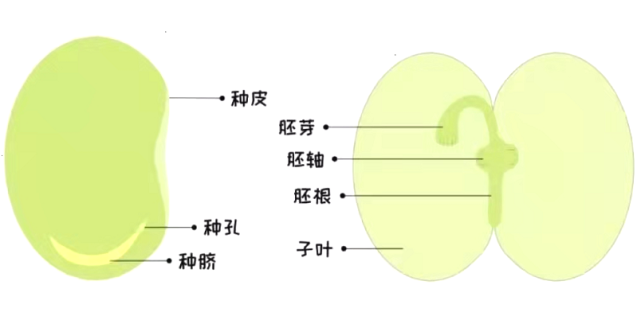 一般植物的种子由种皮,胚和胚乳3个部分组成·种子由哪些