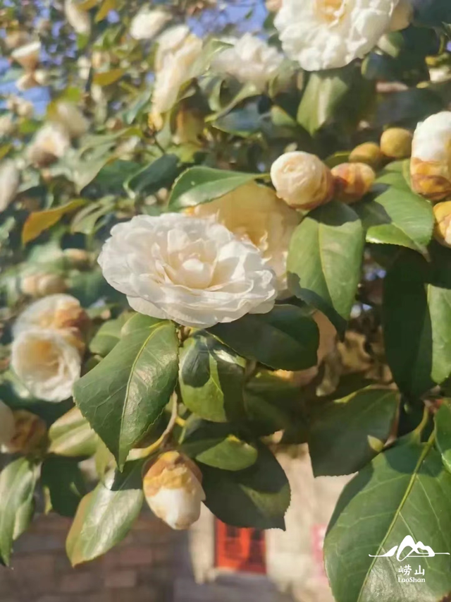 太清宫的这株400多年的白山茶,我们暂时隔屏欣赏吧~这一抹山茶花,是不