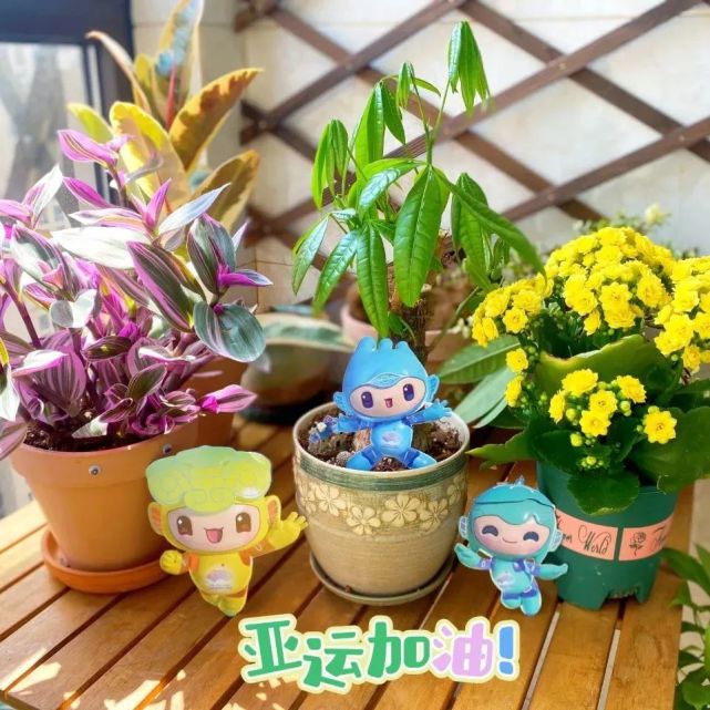巾帼红|喜迎亚运!上城家庭纷纷扮靓阳台
