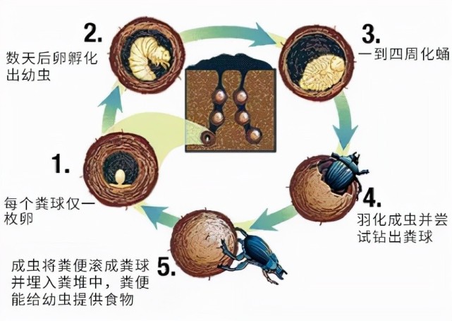 在饲养屎壳郎时,它们会提前梨状粪球,等到繁殖期,产下幼卵,然后幼崽以