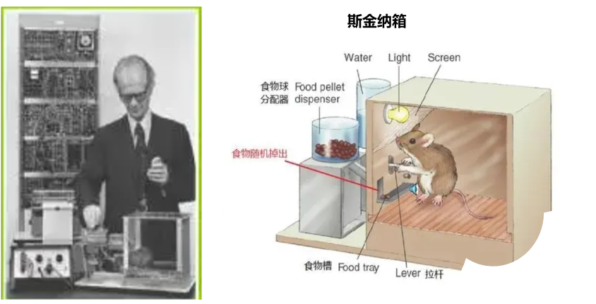 斯金纳将饥饿的动物(例如小白鼠)放入"斯金纳箱"中,刚开始动物在箱子