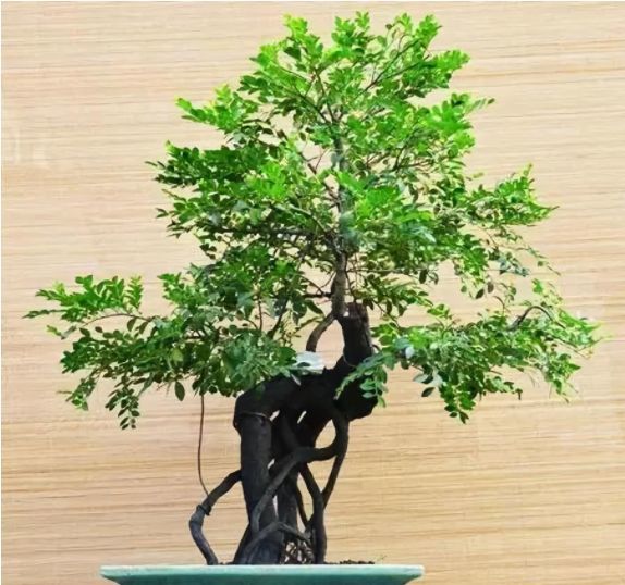 盆景老桩黑骨香