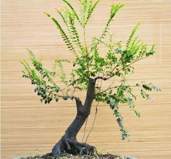盆景老桩黑骨香