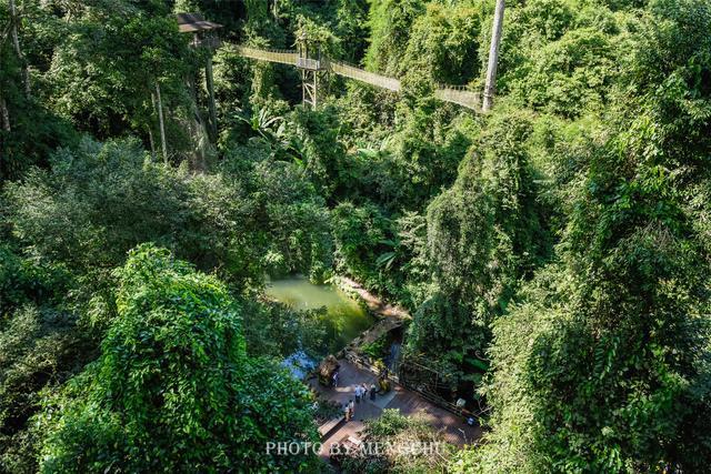这两段雨林栈道是整个望天树景区中热带雨林景观精华的浓缩版,鸟鸣蛙
