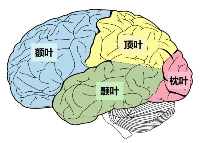 每个半球又有四个叶:额叶在前面,颞叶在外侧,顶叶在上方,枕叶在后部