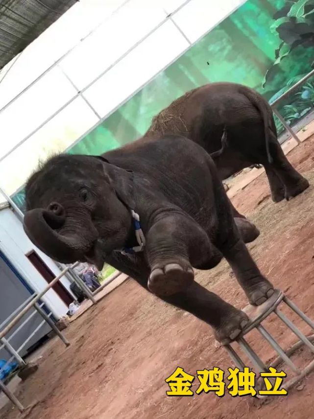 救救小象莫莉!