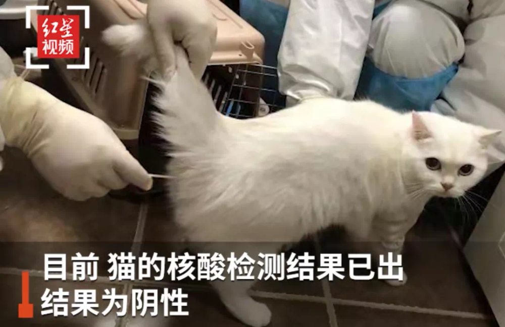 小猫咪因黄码被强行核酸猫你个老六我本来就是橘色的