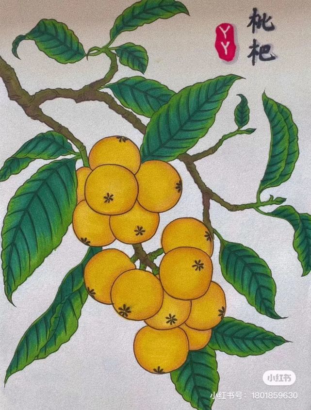 夏有佳果枇杷形态优美,四季常青,作画前,要观察清楚枇杷的特征色彩上