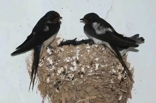 为何燕子都爱来我家屋檐下筑巢燕子在家筑巢有啥说法了解一下