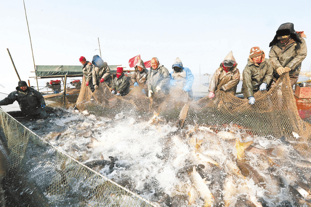 10年禁渔才过两年,长江湖泊迎来"捕鱼令,为何捕鱼1800万斤?