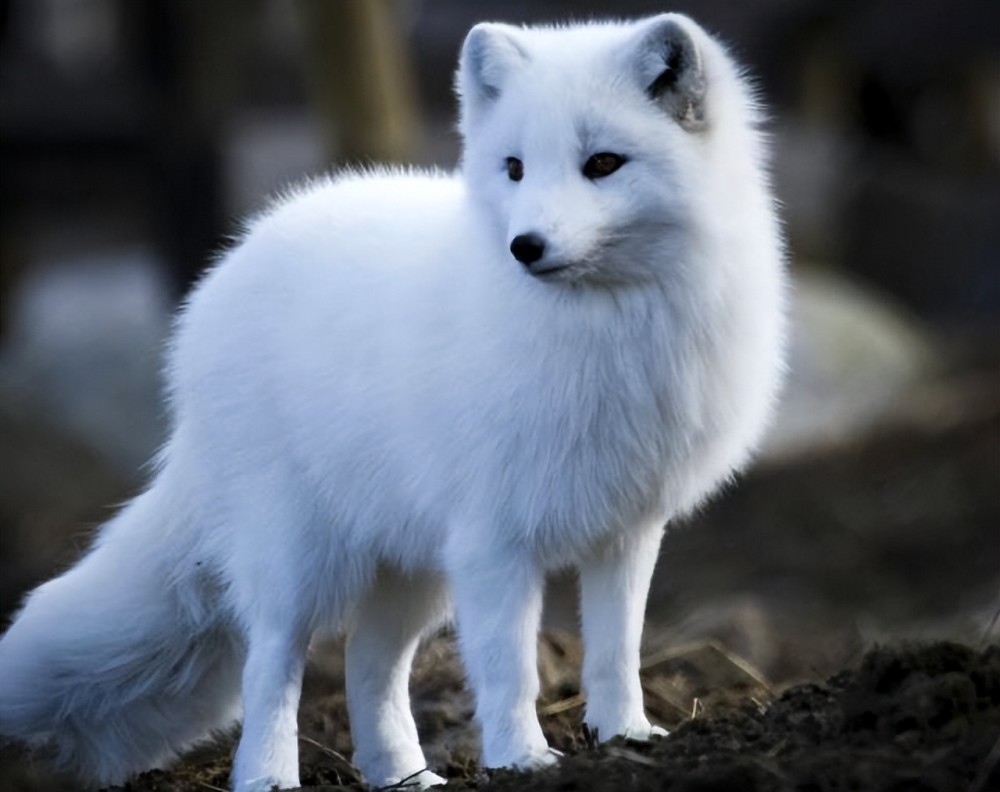湖南出现北极狐分析比预想的更危险一定要警惕看到白狐