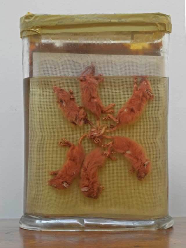当俄罗斯瓜农发现五只老鼠尾巴缠绕在一起的鼠王时发生了什么事