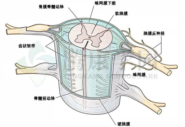 脊膜还包裹住马尾神经束和脊椎底部的神经根,这也包含了与腰椎(下背部