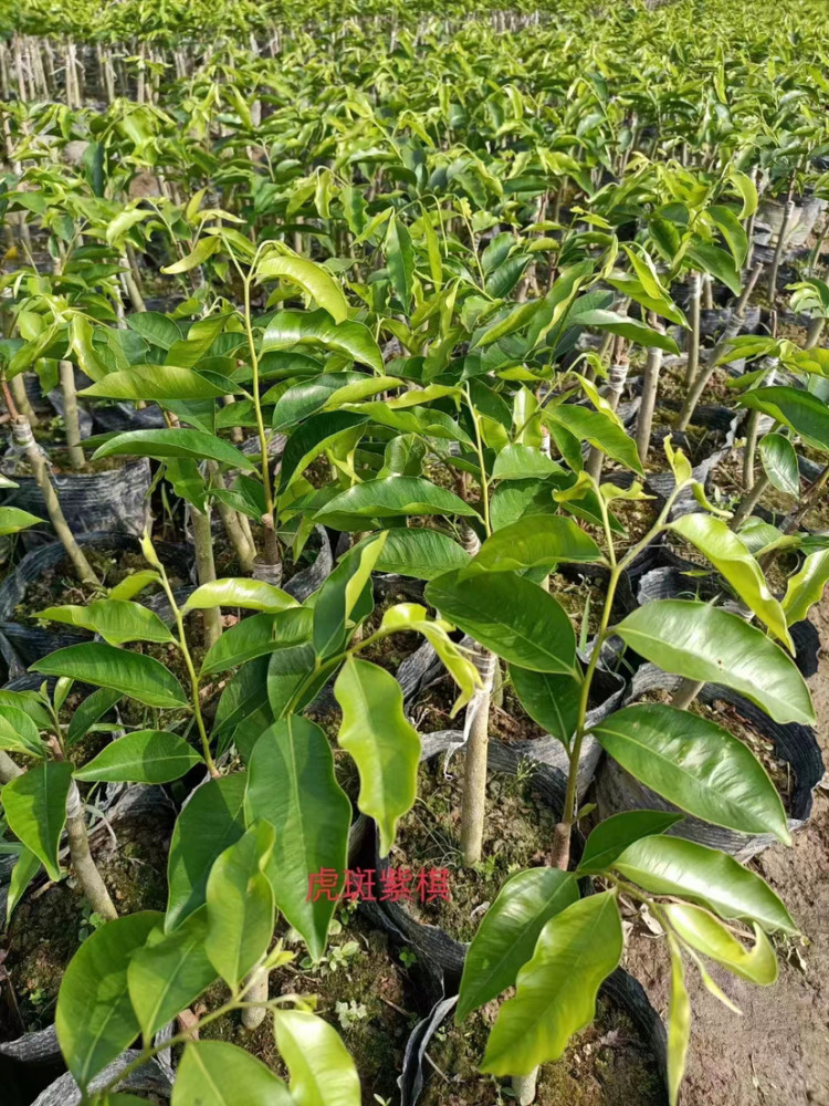 沉香种植精髓篇