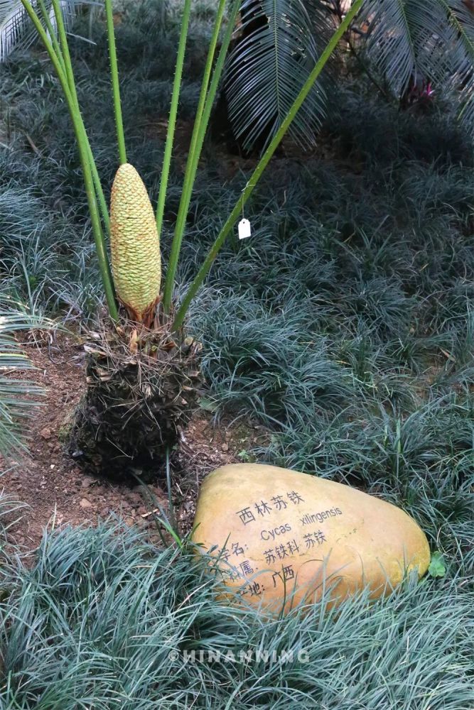 德保苏铁"很罕见仅仅在广西德保县一地发现过它据说这个树种完全保留