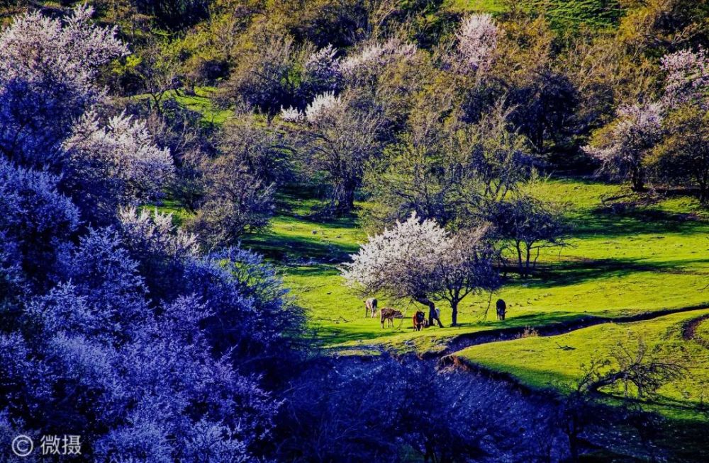 新疆伊犁中华福寿山摄影作品展忽如一夜春风来千树万树杏花开