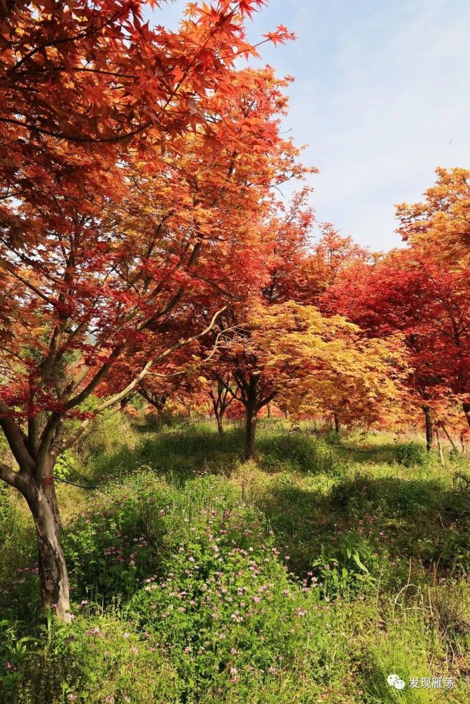 拍摄时间:2022年4月上中旬拍摄地点:雁荡山东麓大荆镇·桐阳村·红叶