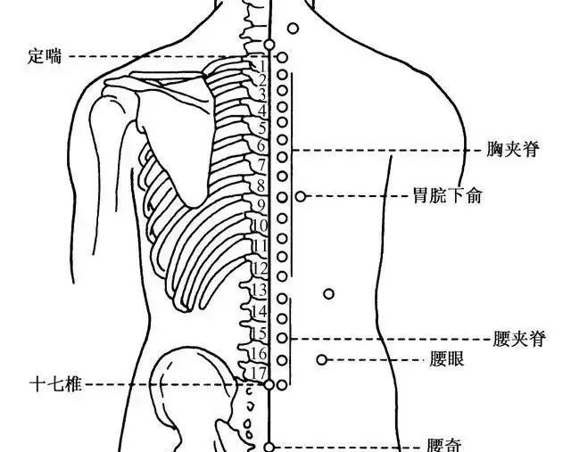 夹脊穴:治疗心肺部及上肢病证