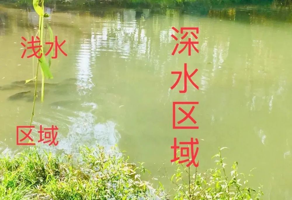 深浅水交界处为什么鱼好钓垂钓时应该钓交界处的深水还是浅水